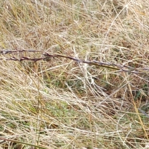 Lepidosperma laterale at Molonglo Valley, ACT - 31 Aug 2022