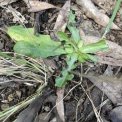 Hypochaeris radicata (Cat's Ear, Flatweed) at Aranda Bushland - 3 Sep 2022 by lbradley