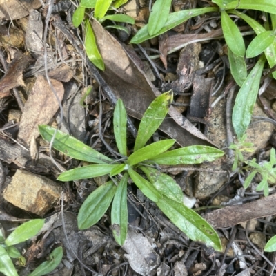 Euchiton japonicus (Creeping Cudweed) at Aranda Bushland - 3 Sep 2022 by lbradley