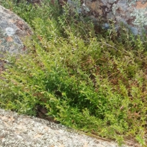 Gonocarpus tetragynus at Molonglo Valley, ACT - 31 Aug 2022