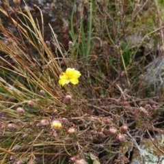 Hibbertia sp. (Guinea Flower) at Molonglo Valley, ACT - 30 Aug 2022 by sangio7