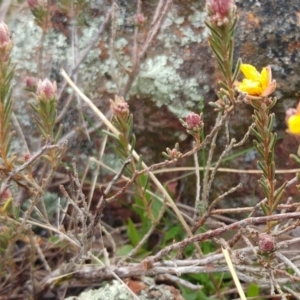 Hibbertia sp. at Molonglo Valley, ACT - 31 Aug 2022