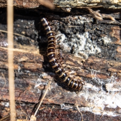 Paradoxosomatidae sp. (family) (Millipede) at Mount Clear, ACT - 31 Aug 2022 by SWishart