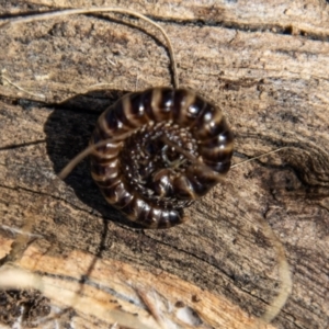 Paradoxosomatidae sp. (family) at Mount Clear, ACT - 31 Aug 2022