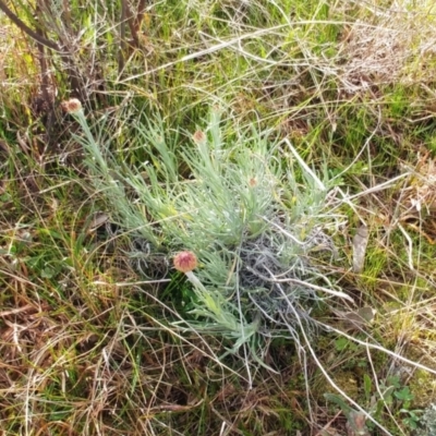 Leucochrysum albicans subsp. tricolor (Hoary Sunray) at Molonglo Valley, ACT - 31 Aug 2022 by sangio7