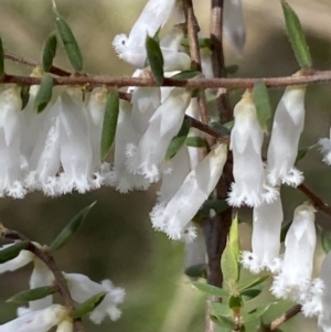 Styphelia fletcheri subsp. brevisepala at Acton, ACT - 3 Sep 2022