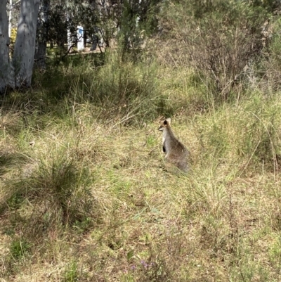 Wallabia bicolor (Swamp Wallaby) at ANBG - 3 Sep 2022 by Steve_Bok