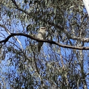 Dacelo novaeguineae at O'Connor, ACT - 3 Sep 2022 11:29 AM