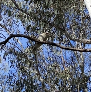 Dacelo novaeguineae at O'Connor, ACT - 3 Sep 2022 11:29 AM