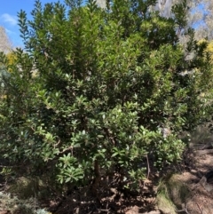 Arbutus unedo (Strawberry Tree) at O'Connor, ACT - 3 Sep 2022 by SteveBorkowskis