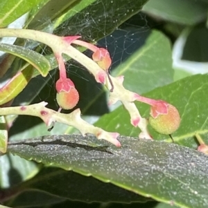 Arbutus unedo at O'Connor, ACT - 3 Sep 2022