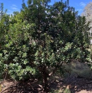 Arbutus unedo at O'Connor, ACT - 3 Sep 2022