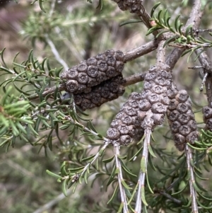 Melaleuca parvistaminea at O'Connor, ACT - 3 Sep 2022 09:49 AM