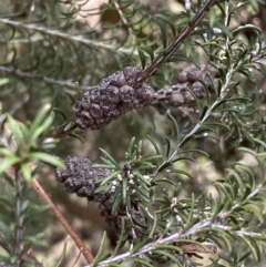 Melaleuca parvistaminea at O'Connor, ACT - 3 Sep 2022 09:49 AM