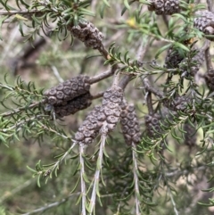 Melaleuca parvistaminea at O'Connor, ACT - 3 Sep 2022 09:49 AM