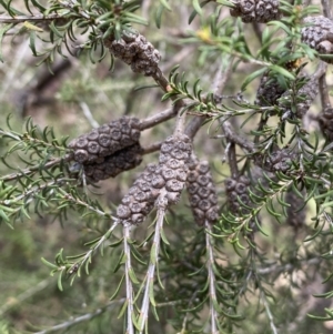 Melaleuca parvistaminea at O'Connor, ACT - 3 Sep 2022 09:49 AM