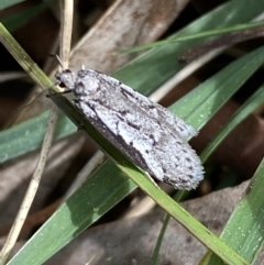 Philobota stella (A concealer moth) at Caladenia Forest, O'Connor - 2 Sep 2022 by Steve_Bok