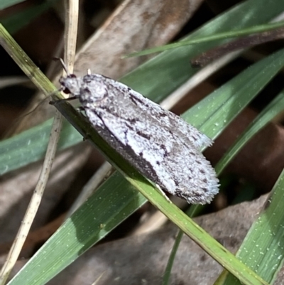 Philobota stella (A concealer moth) at Caladenia Forest, O'Connor - 2 Sep 2022 by Steve_Bok