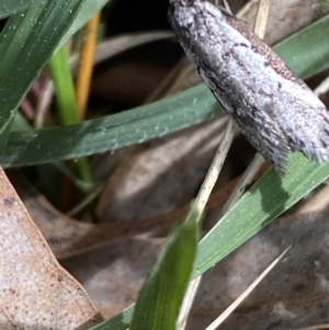 Philobota stella at O'Connor, ACT - 3 Sep 2022 09:42 AM