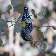 Pardalotus punctatus at Booth, ACT - 31 Aug 2022