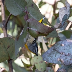 Pardalotus punctatus at Booth, ACT - 31 Aug 2022