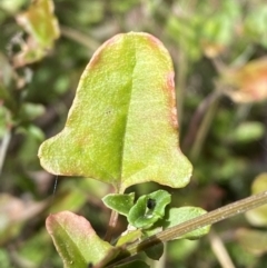 Einadia hastata (Berry Saltbush) at Acton, ACT - 3 Sep 2022 by SteveBorkowskis