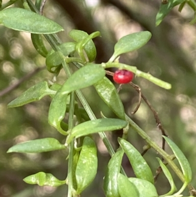 Einadia nutans (Climbing Saltbush) at Acton, ACT - 2 Sep 2022 by Steve_Bok