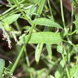 Einadia nutans at Acton, ACT - 3 Sep 2022