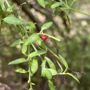 Einadia nutans at Acton, ACT - 3 Sep 2022 09:35 AM