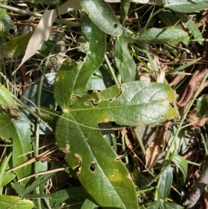 Passiflora caerulea at Turner, ACT - 3 Sep 2022 10:19 AM