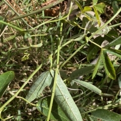 Passiflora caerulea at Turner, ACT - 3 Sep 2022