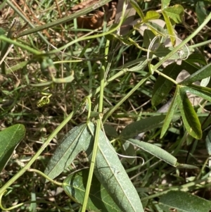 Passiflora caerulea at Turner, ACT - 3 Sep 2022 10:19 AM