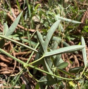 Passiflora caerulea at Turner, ACT - 3 Sep 2022 10:19 AM