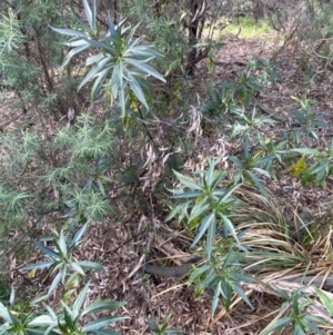 Solanum aviculare at Acton, ACT - 3 Sep 2022