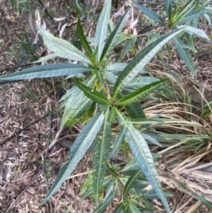 Solanum aviculare at Acton, ACT - 3 Sep 2022