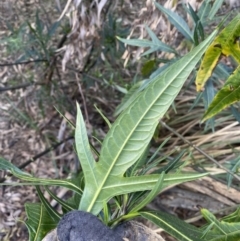 Solanum aviculare at Acton, ACT - 3 Sep 2022 09:11 AM