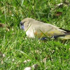 Northiella haematogaster at Belconnen, ACT - 3 Sep 2022