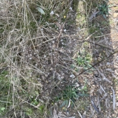 Dittrichia graveolens (Stinkwort) at Aranda, ACT - 3 Sep 2022 by lbradley
