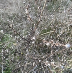 Dittrichia graveolens at Aranda, ACT - 3 Sep 2022 03:21 PM