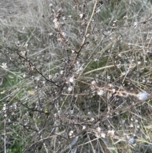 Dittrichia graveolens at Aranda, ACT - 3 Sep 2022 03:21 PM