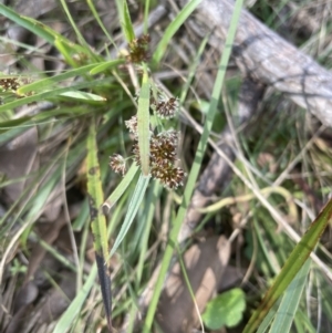 Luzula densiflora at Aranda, ACT - 3 Sep 2022 03:42 PM