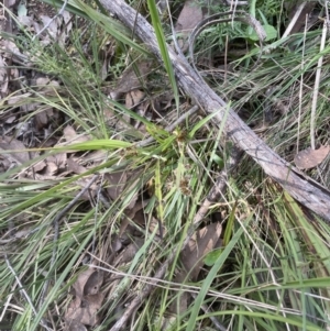 Luzula densiflora at Aranda, ACT - 3 Sep 2022