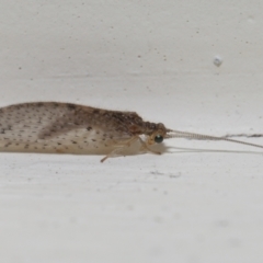 Unverified Lacewing (Neuroptera) by TimL