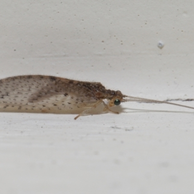 Unverified Lacewing (Neuroptera) at  - suppressed by TimL