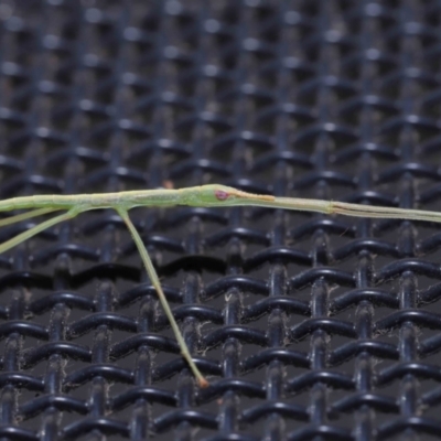 Unverified Stick insect (Phasmatodea) by TimL