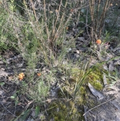 Dillwynia sp. Yetholme (P.C.Jobson 5080) NSW Herbarium at Aranda Bushland - 3 Sep 2022 by lbradley