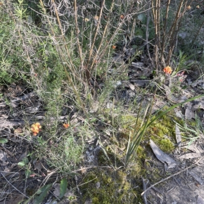 Dillwynia sp. Yetholme (P.C.Jobson 5080) NSW Herbarium at Aranda Bushland - 3 Sep 2022 by lbradley