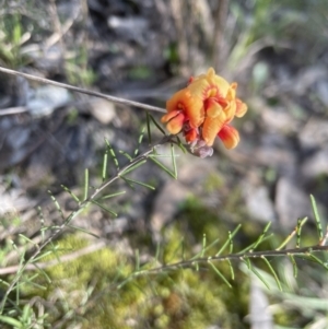 Dillwynia sp. Yetholme (P.C.Jobson 5080) NSW Herbarium at Aranda, ACT - 3 Sep 2022