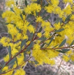 Acacia buxifolia subsp. buxifolia (Box-leaf Wattle) at O'Connor, ACT - 3 Sep 2022 by SteveBorkowskis