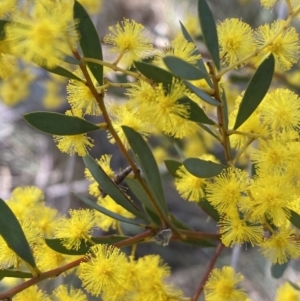 Acacia buxifolia subsp. buxifolia at O'Connor, ACT - 3 Sep 2022